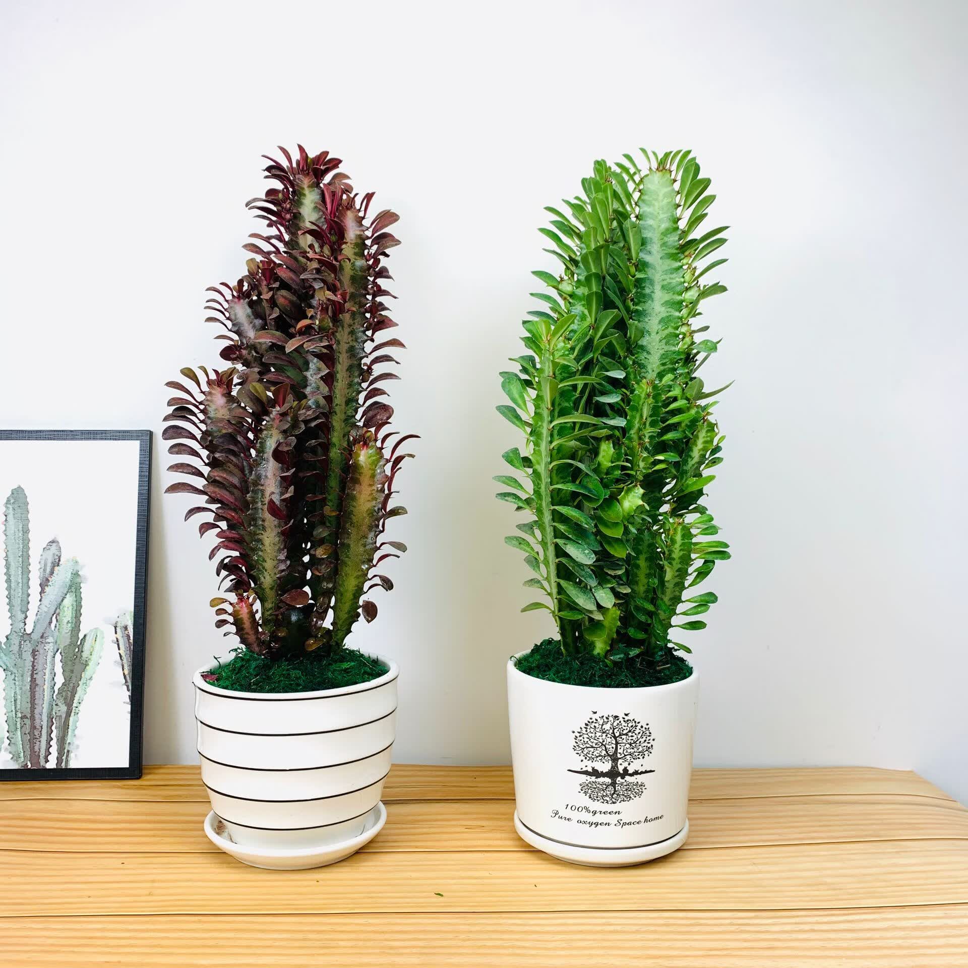 龙骨花室内客厅花卉绿植盆栽仙人掌柱植物 红龙骨【年年有鱼】 带盆栽