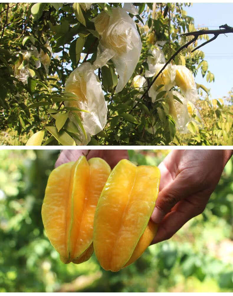 广东增城甜杨桃新鲜应季孕妇水果现摘果老树羊桃5斤