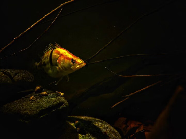 荣郁翘嘴鳜鱼苗桂鱼苗红纹鳜淡水养殖原生观赏鱼冷水鱼肉食凶猛大型鱼