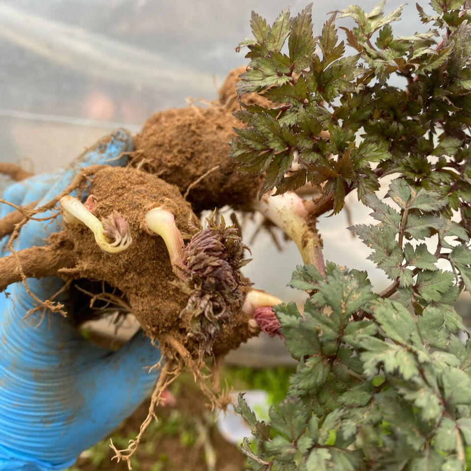 江影清现挖新鲜当归苗 可盆栽地栽鲜活带芽当归根苗 已成活 成品大苗