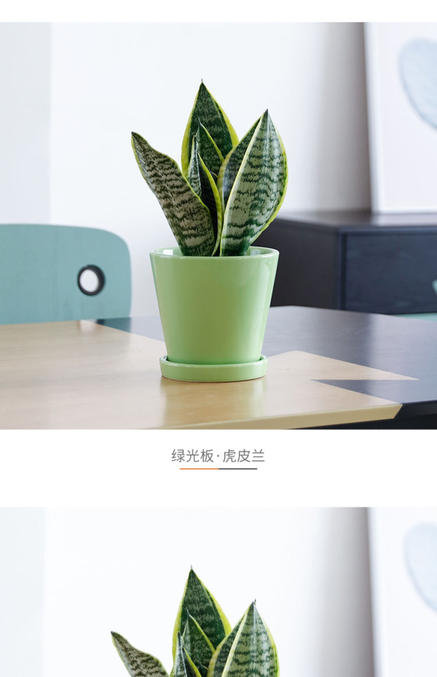 盆栽小型绿植室内客厅桌面办公室易活植物花卉虎尾兰s 虎皮兰140