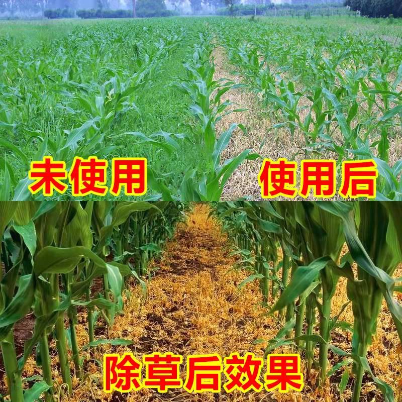 玉米除草剂玉米地苗后专用烟嘧磺隆莠去津一年生杂草禾阔双除烂根1000