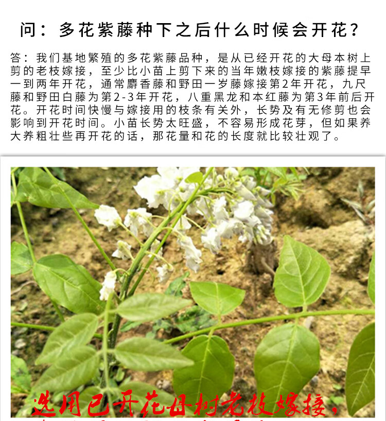 日本紫藤树苗九尺藤八重黑龙多花色盆栽苗野田白藤2米高多分枝81cm含