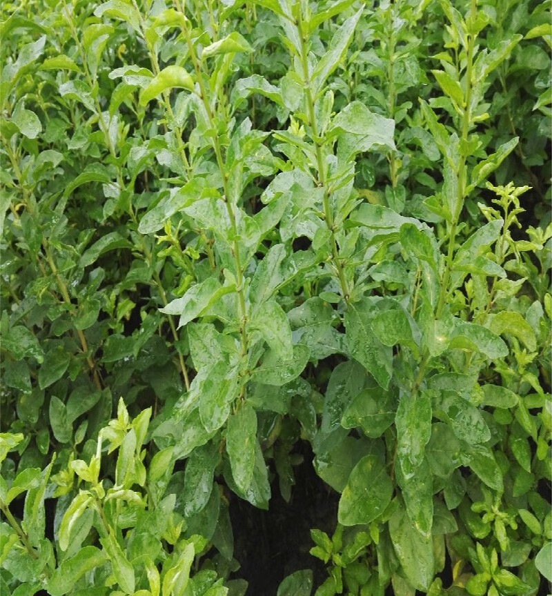 新鲜枸杞叶1斤 枸杞菜上汤菜露天菜园蔬菜 健康轻食 新鲜蔬菜发顺丰