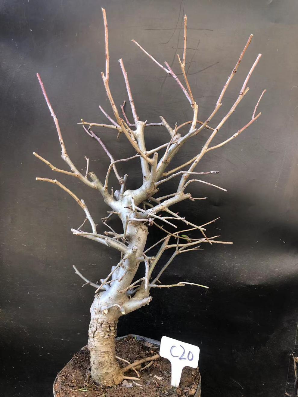 垂丝海棠植物室内好养植物老桩花卉树苗盆栽海棠盆景花卉盆栽红色 8年