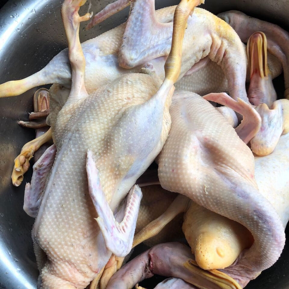 3年456斤左右农村散养老鸭鸭土鸭草鸭老鸭子活鸭现杀鸭笨鸭鸭子三年老
