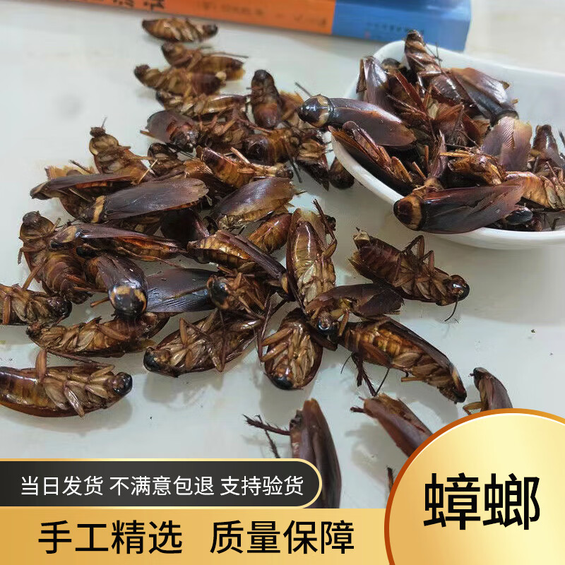北京同仁堂蟑螂干药材偷油婆大蜚蠊飞蟅茶婆虫500g农产品食用250g
