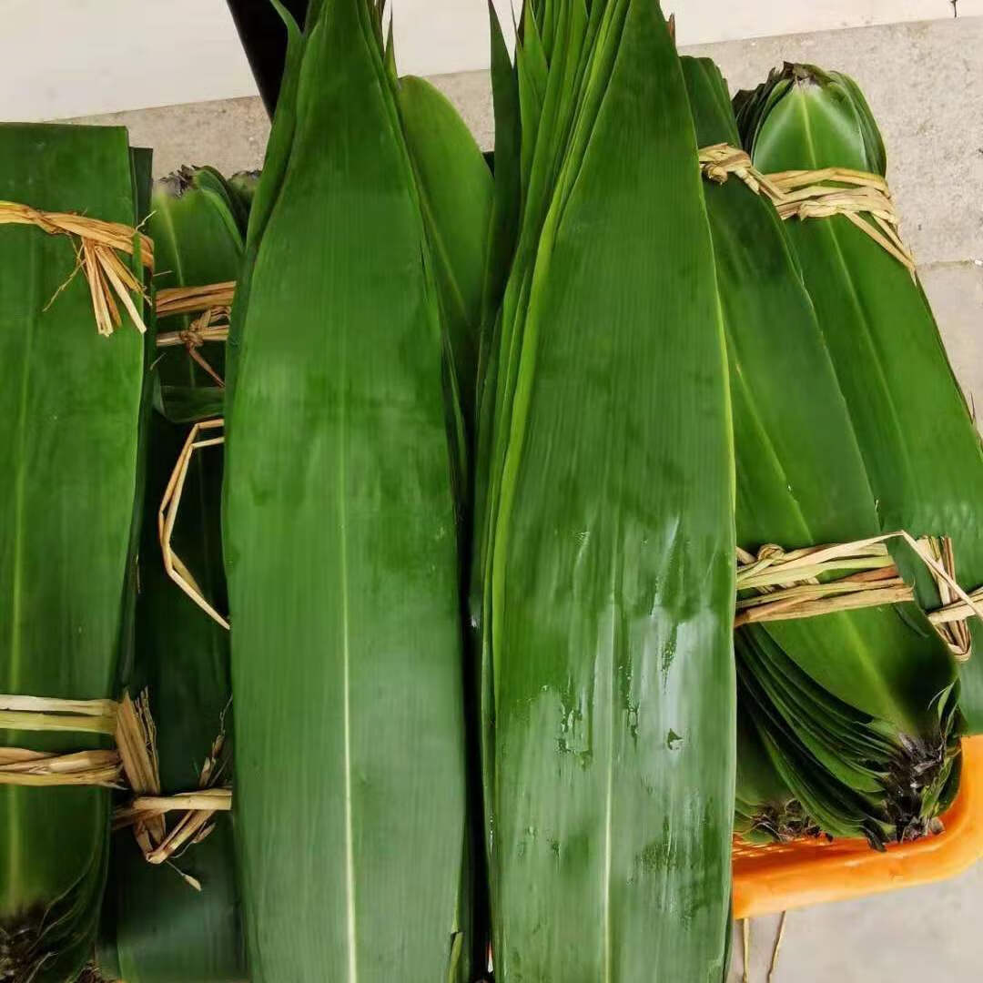 秒发粽叶新鲜大叶特大号广西野生粽叶大肉粽芒叶端午节芒叶芦苇叶 现