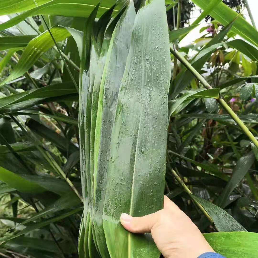 粽叶芦苇叶端午粽子叶广西粽子叶批发 新鲜粽叶3斤(约300片)【图片