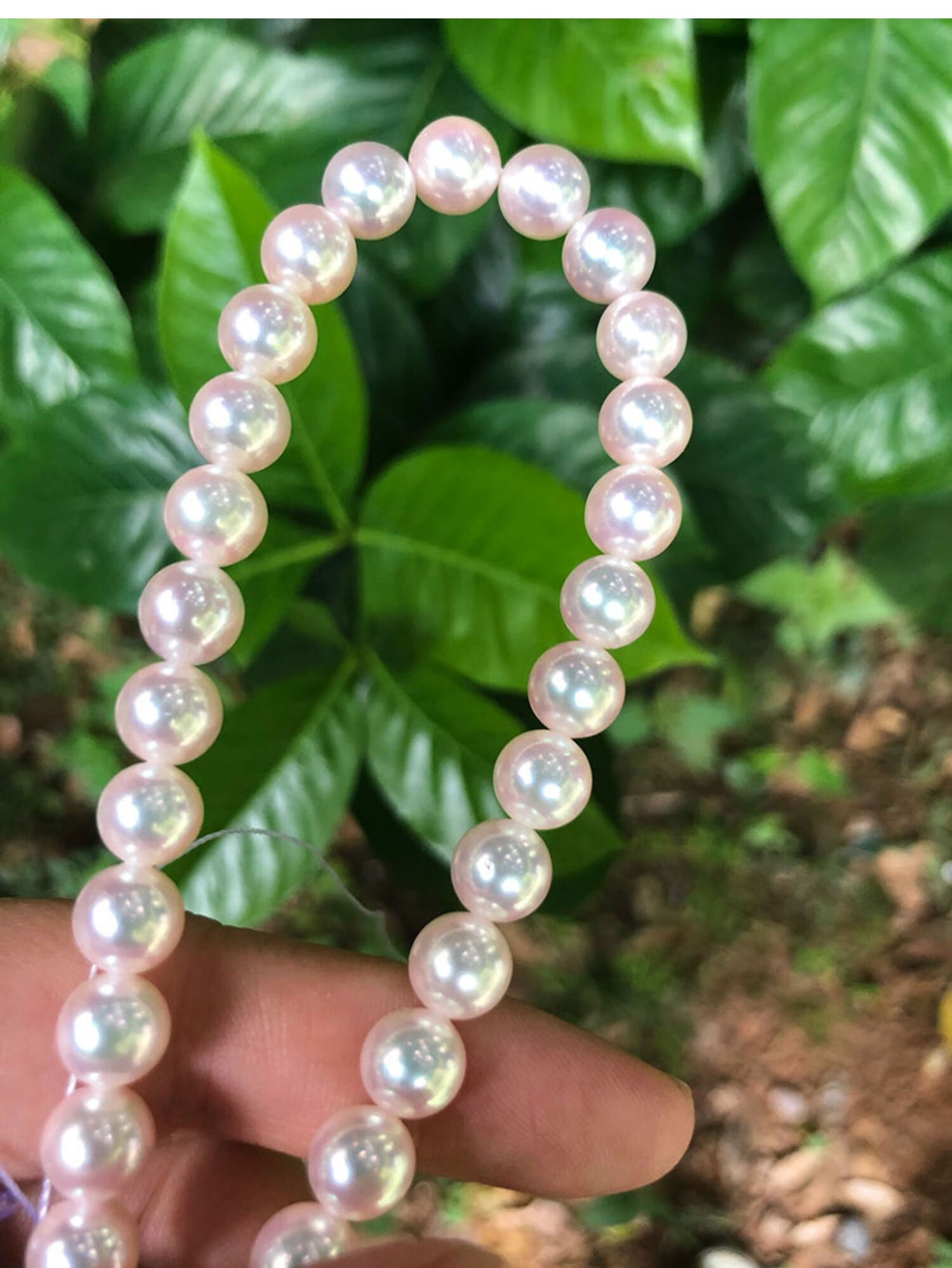 龙府极光天女然日本akoya海水珍珠项链大证书购卖家天女可联系客服看