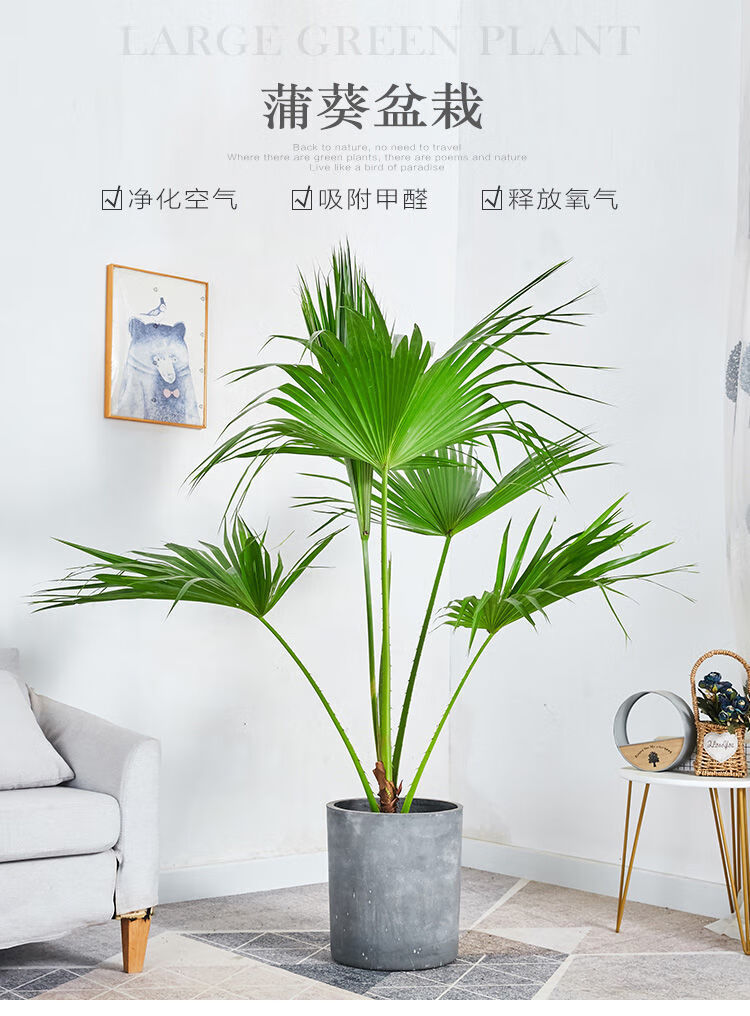 伞大型室内外家居走廊庭院绿植净化空气除甲醛绿植高100110cm含编织篮