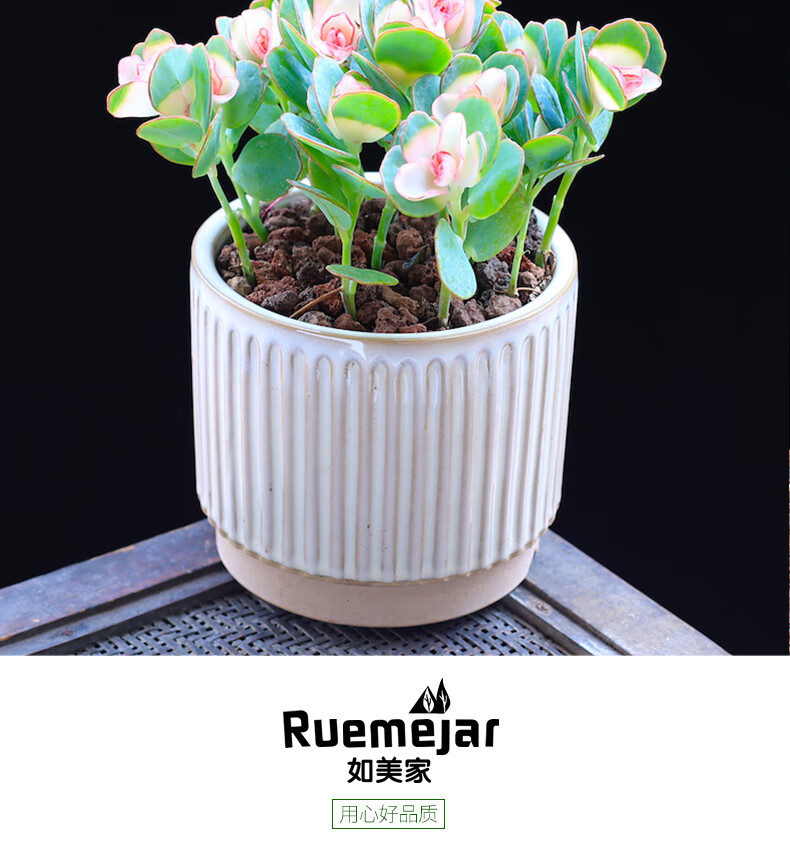 涞思芊【品质保证】贝壳锦多肉植物彩色白姬之舞多肉花卉盆栽成品栽好