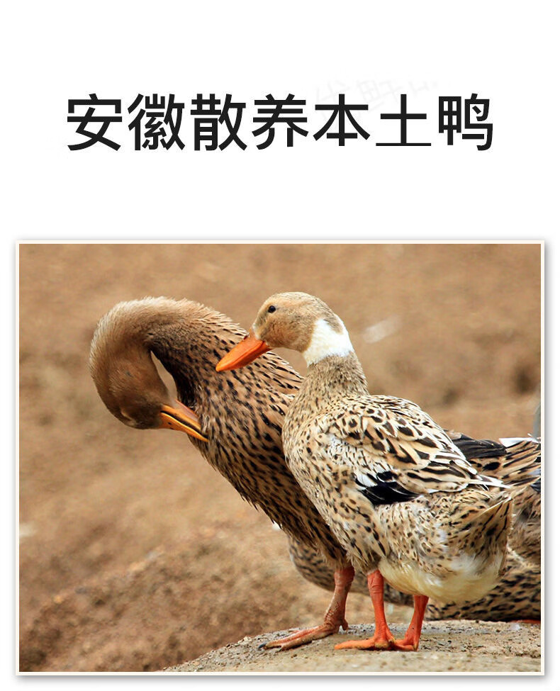 农村散养土鸭子整只麻鸭草鸭老鸭肉现 风味 鸭子1只装【2斤】无翅掌