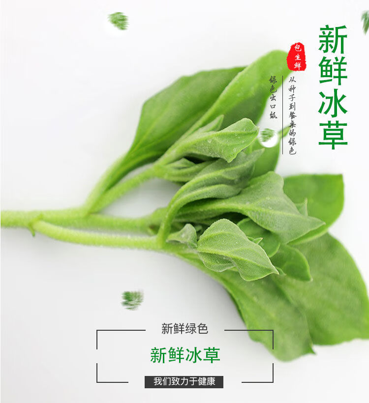 山东新鲜冰菜冰草农家新鲜蔬菜火锅菜沙拉菜冰叶1斤