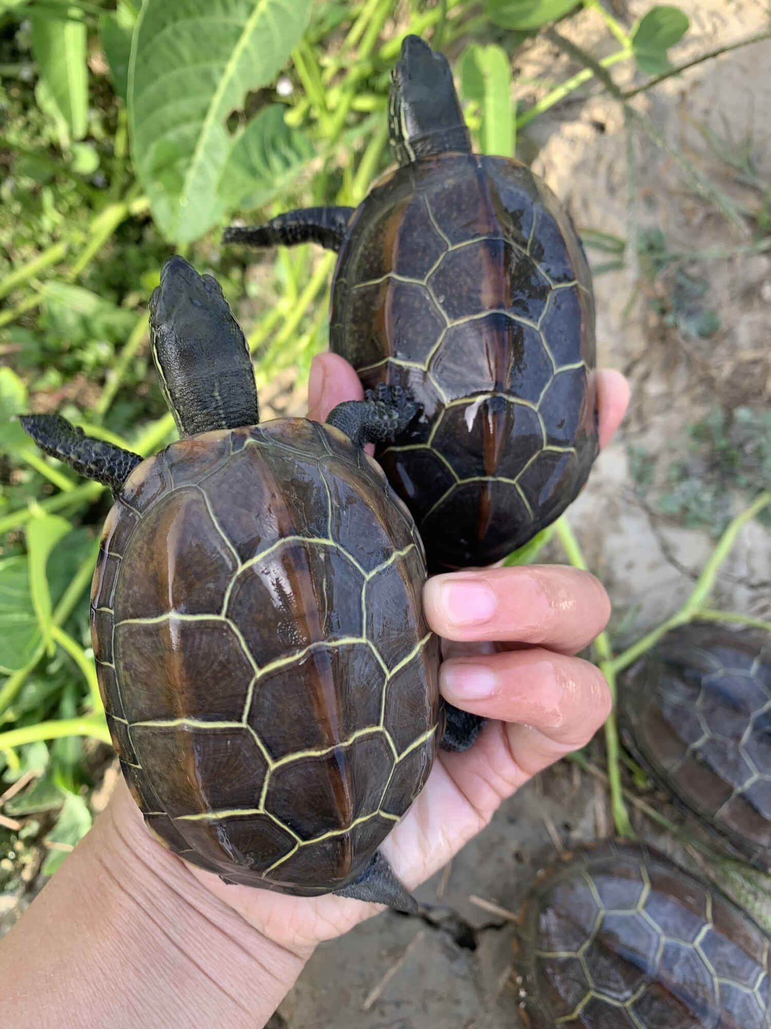 宠物活物中华本地大草龟金线龟镇风水土龟长寿水族乌龟活体 母龟11