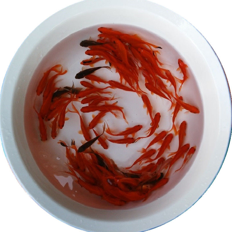 【京东推荐】锦鲤观赏鱼宠物活体草鱼小鱼鱼苗冷水鱼金鱼淡水冷水鹦鹉