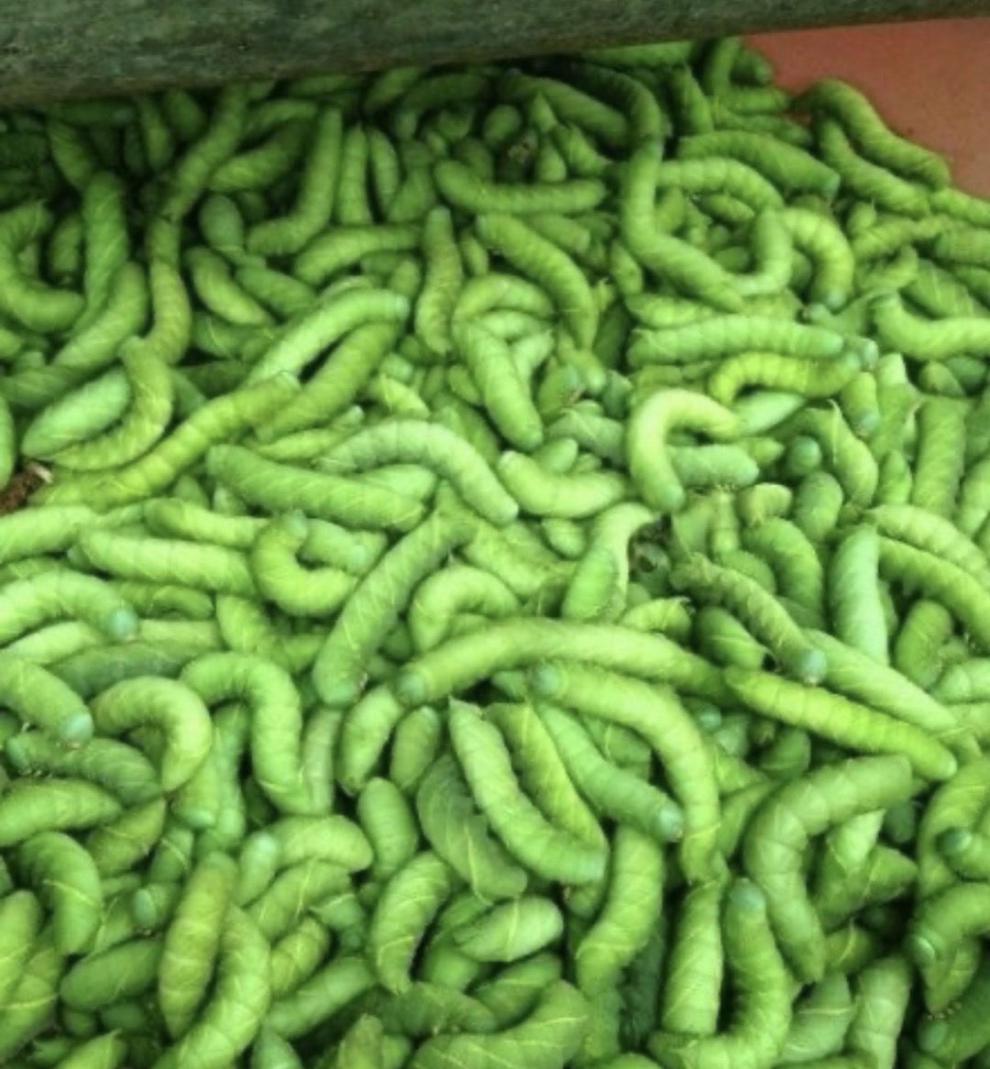 五折灌云豆丹灌云豆丹肉高蛋白原产地特产冷冻豆丹肉两件2瓶