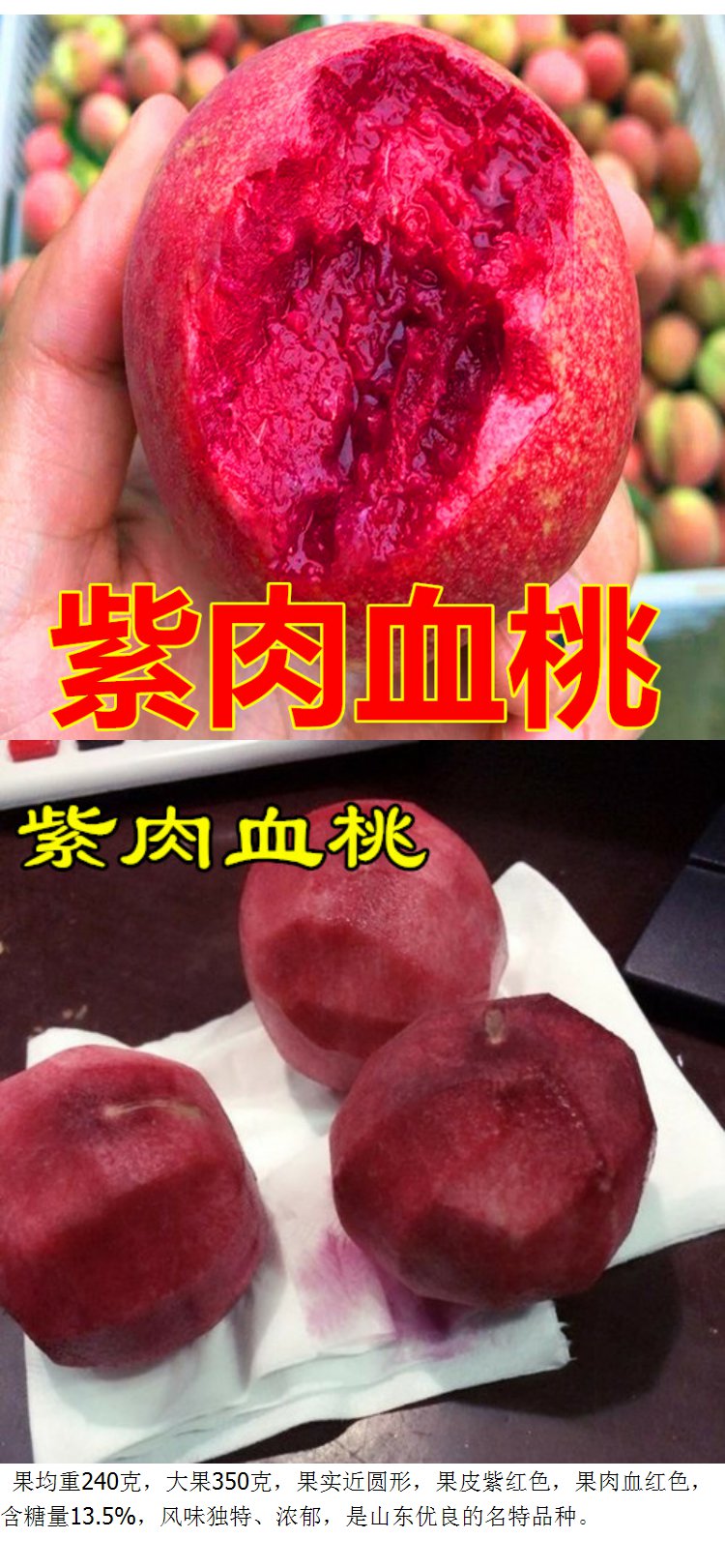 血桃苗嫁接桃子树苗紫肉血桃树苗红肉血桃苗当年结果南北方种植盆栽地
