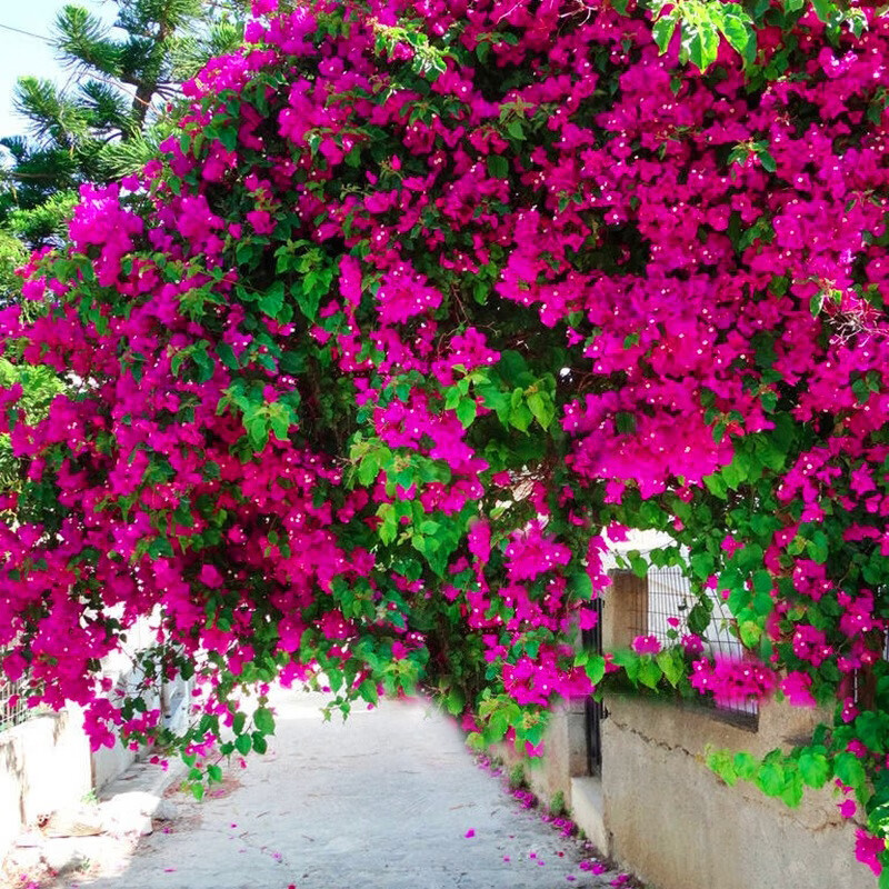 巴西三角梅盆栽爬藤老桩大苗重瓣安格斯室内庭院花卉植物耐寒四季9