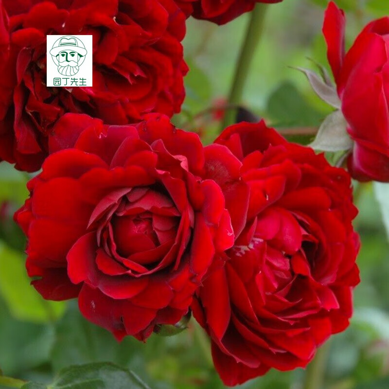 月季海格瑞月季花玫瑰月季丝绒般的红色攀援月季海格瑞大苗50cm不含盆