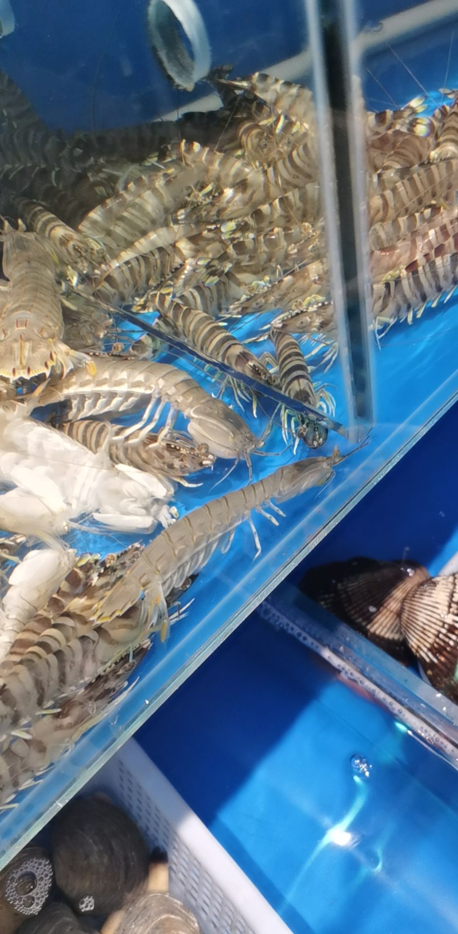 海鮮池魚缸海鮮缸蟹缸中間穿水隔離擋魚蝦流竄過水蜈蚣藍色