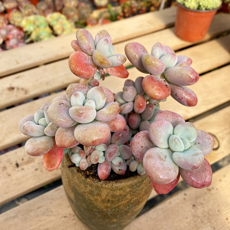 多肉植物洛神老桩自然群生老桩洛神桃蛋大盆阳台花卉11参考14cm口径