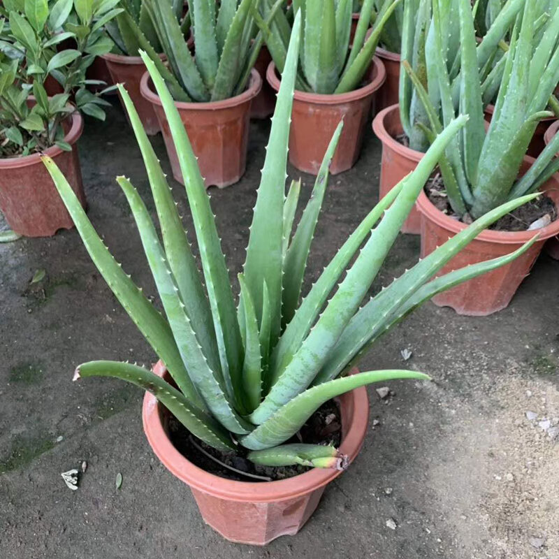 大芦荟植物库拉索盆栽可室内阳台庭院绿植 加大盆65cm以上【原盆】