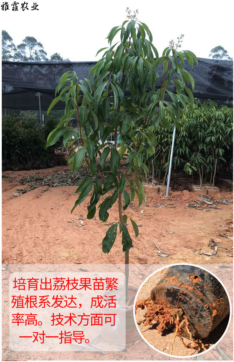 無核荔枝苗嫁接妃子笑桂味荔枝樹苗荔枝王戶外當年結果靈山新品 荔枝6