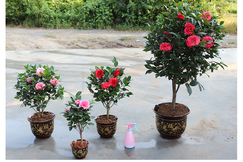 花树苗冬季开花耐寒树 大苗带花苞盆栽花卉室内观花植物四季种植开花