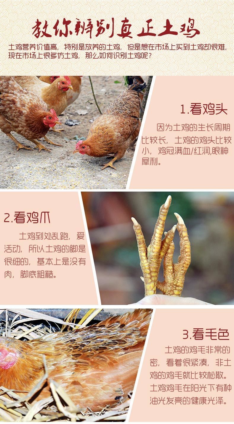 深山农场散养2-3年老母鸡土鸡柴鸡笨鸡草鸡鸡走地鸡整鸡肉 康如四云