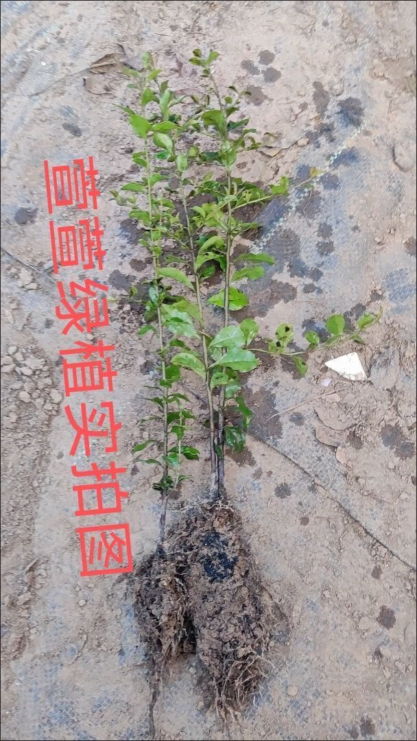 江影清金蛋子盆景盆金弹子小苗母桩批发血红 黑珍珠 根部以上50厘米