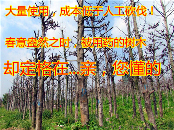 森泰环嗪酮灭除杂草剂杀树王大树烂根渗透杀死竹子的药一扫光神剂200