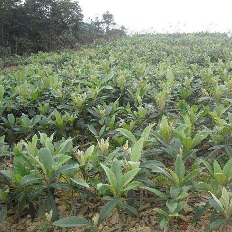 白玉枇杷 2年苗【图片 价格 品牌 报价】-京东