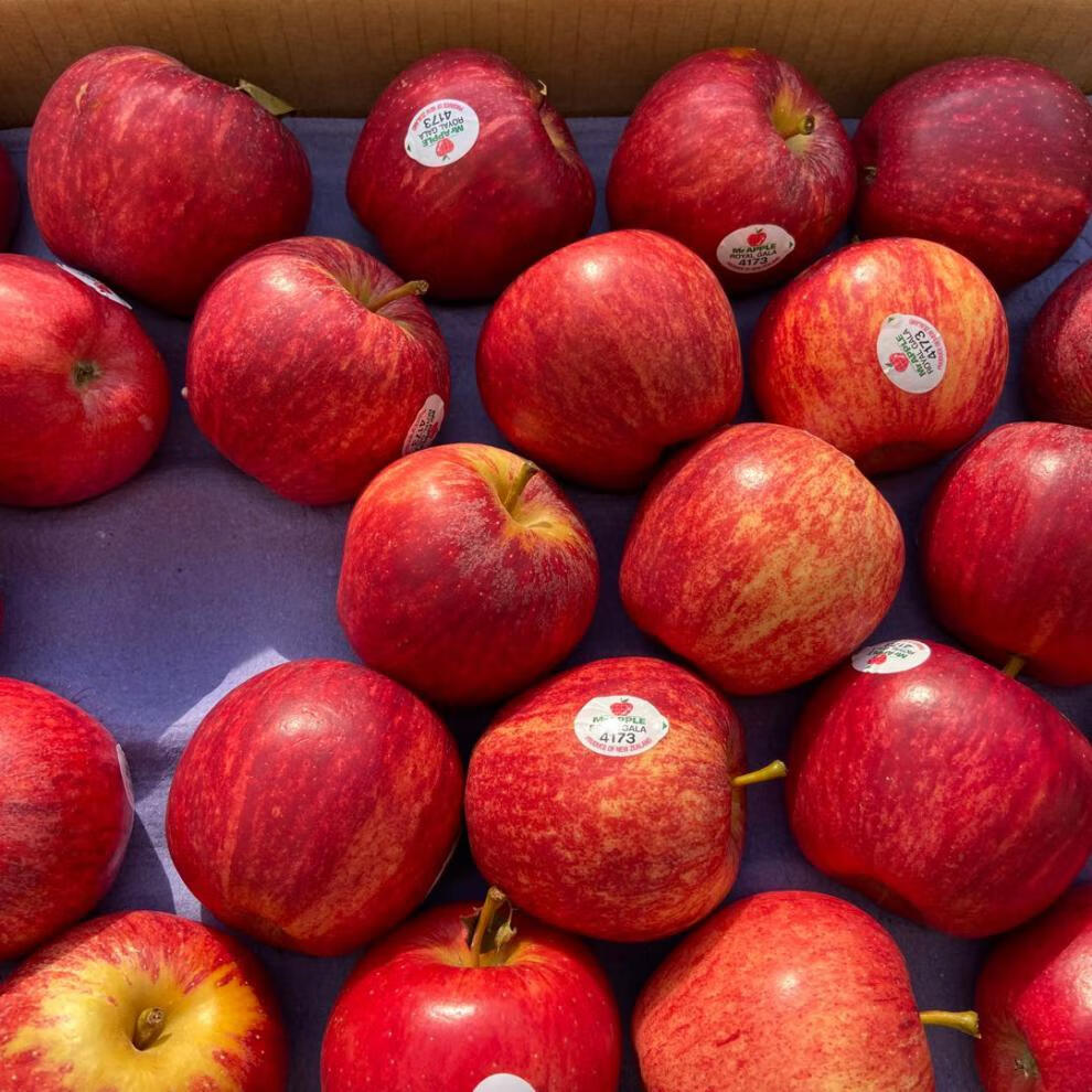 新西兰进口嘎啦果 苹果 12个新鲜苹果 gala加力果 姬娜果进口水果