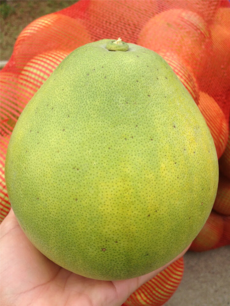 正宗安福蚕子江西特产萍乡吉安新鲜柚子水果井冈山金兰柚5斤10斤精选