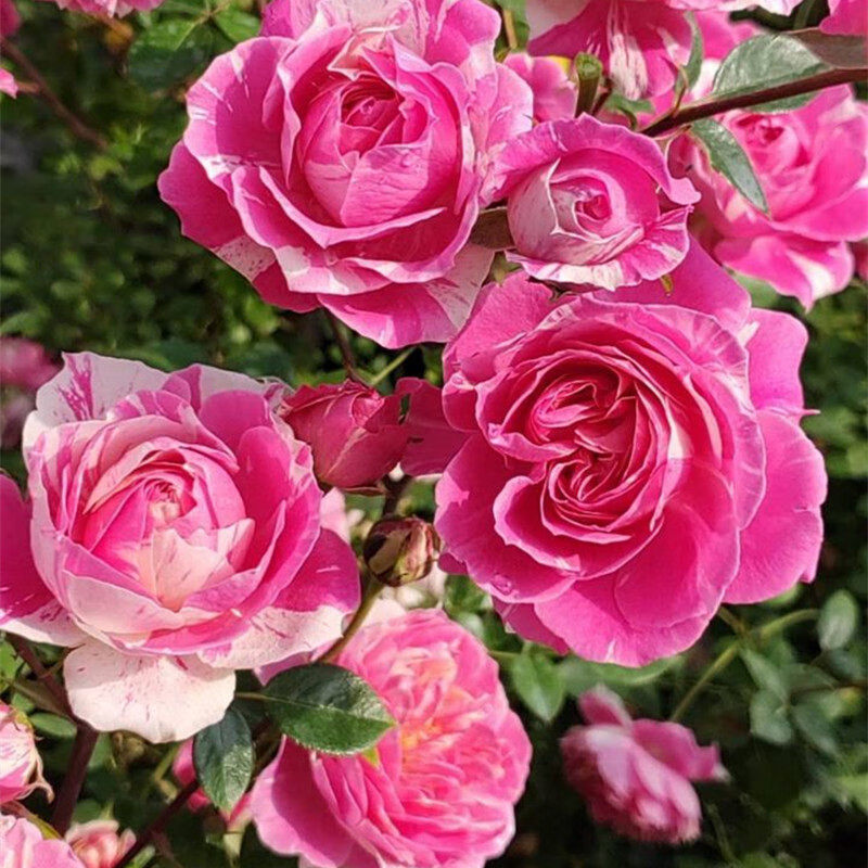 钻石玫瑰红钻月季花苗盆栽四季开花欧月浓香灌木阳台绿植物花卉 夏日