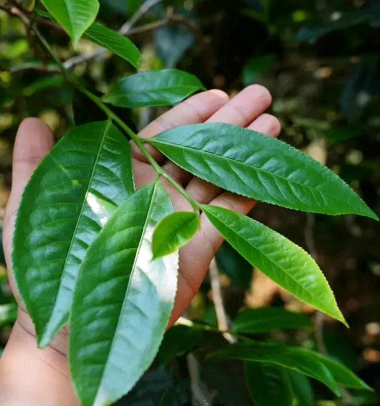 秦霄堂 云南普洱生茶生茶 2020年昔归古树纯料春茶散茶茶叶 特级500克