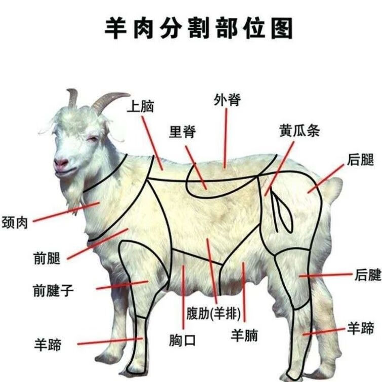 羊腿结构图图片