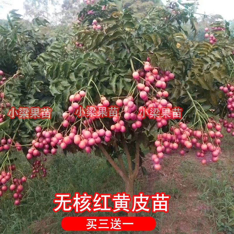 果小仔轻奢新品红皮红肉黄皮果树苗无核黄皮树苗黑黄皮冰糖黄皮果苗