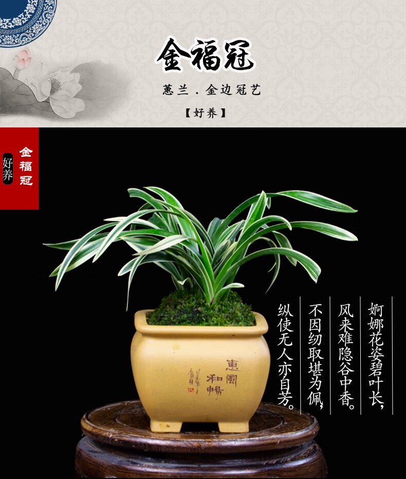 兰花苗蕙兰金边冠艺兰花绿植物盆栽室内阳台庭院盆景好养金福冠3苗