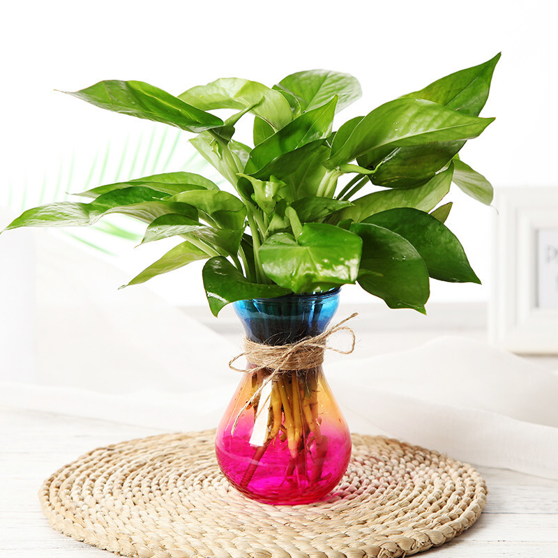 水培容器 玻璃花瓶水培植物绿萝容器养花透明瓶子水生水养花卉风信子