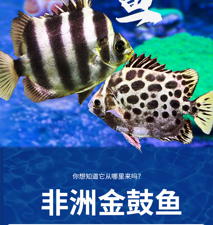 非洲金鼓魚銀鼓魚活體豹點金錢多紋蝶魚馬達加斯加虎魚龍魚配魚 9-10