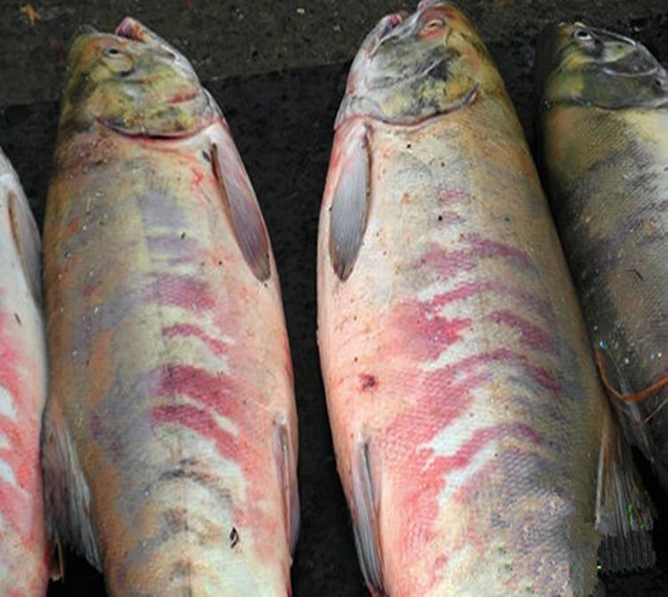 大马哈鱼黑龙江特产新鲜速冻马哈东北整条冷冻大鱼淡水鱼7斤马哈鱼一