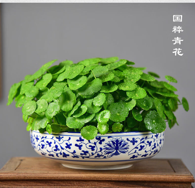 花草植物客厅盆景办公室金钱草绿植盆栽铜钱草国粹青花8寸带盆栽好