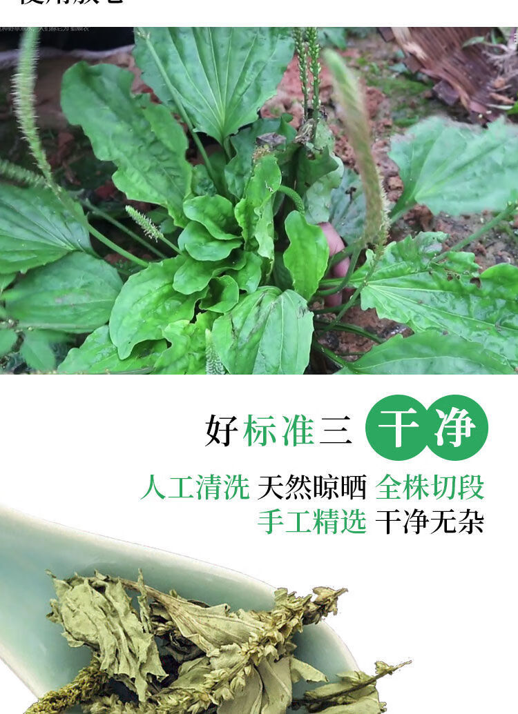 车前草泡茶整株全草新鲜无硫干泡水中药材牛舌草 车前草切段【100克】