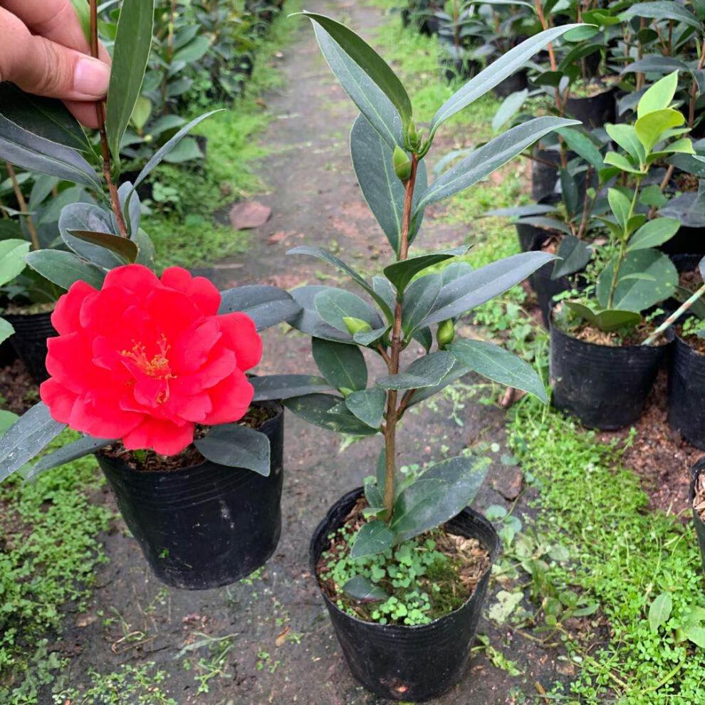 重瓣夏日七心小璇国色衍平文清花开不断阳台庭院植物夏日七心2年苗含