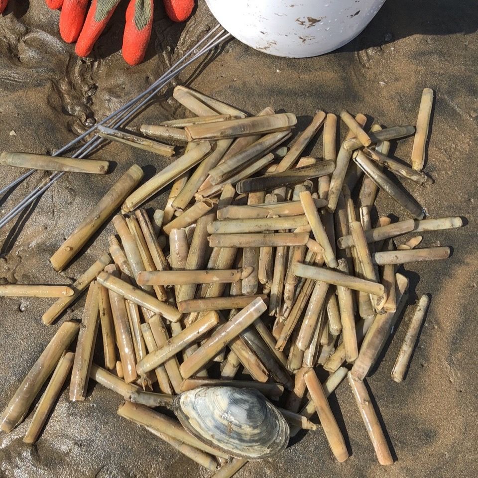 蛏子钩赶海神器工具不锈钢竹节海边蛤蜊不锈钢蛏子钩70厘米6mm头1支