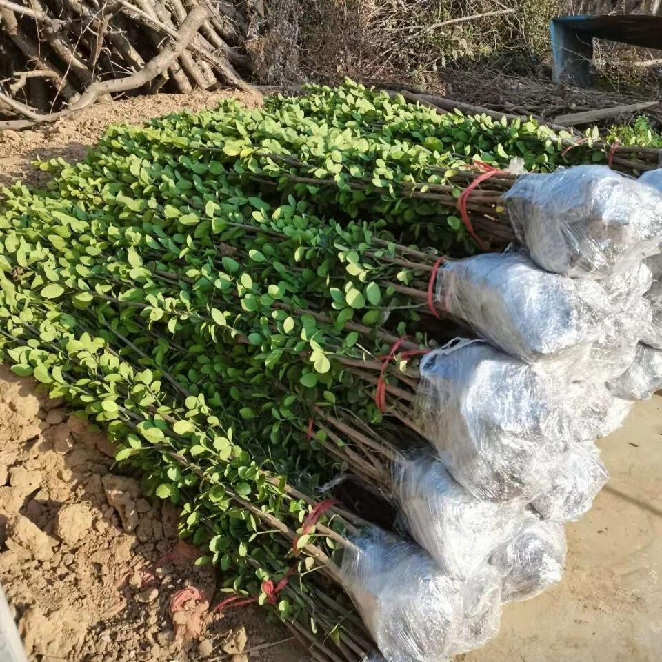 中梦围墙篱笆植物大叶北海道黄杨苗冬青树苗四季常青法国冬青珊瑚树苗