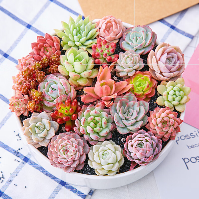 晚霞之舞多肉植物组合状态可爱玫瑰碧桃红宝石老桩月亮仙子57厘米不含