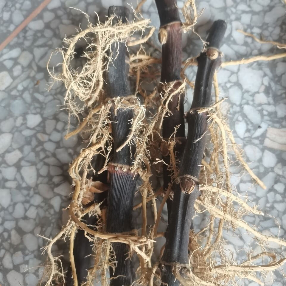 官方旗舰紫竹根黑竹根三年以上老竹根紫竹棵竹棵年份足新鲜紫竹根1斤